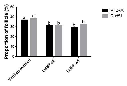 γH2AX, Rad51 면역 염색된 난포의 분율 비교