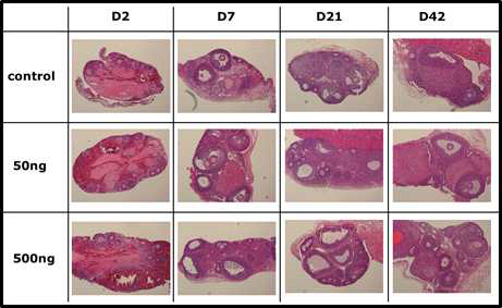 난소조직 이식 전 다양한 농도의 angiopoietin-2를 복강 내 주사한 후 나타나는 조직학적 변화