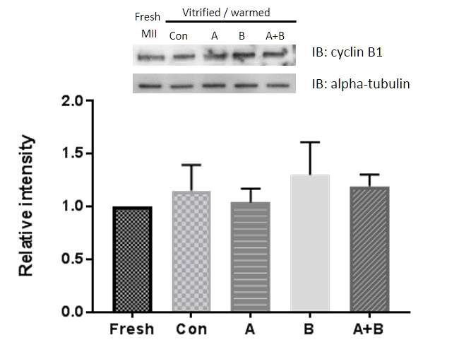 생쥐 난자 동결과정에서 MPF 분해 억제제처리에 의한 cyclin B1 단백질의 발현양 변화