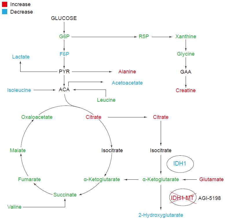 AGI-5198 처리에 의해 IDH1 돌연변이군에서 대사체의 양적 변화에 따른 대사 경로 분석.