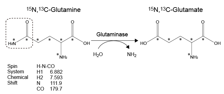 glutaminase 반응과 HNCO-NMR assay법에 대한 개념도.