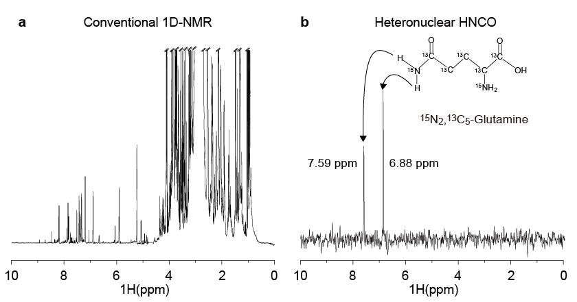 Conventional 1D-NMR(a)과 heteronuclear HNCO-NMR(b) 데이터.