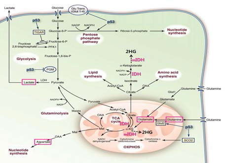 IDH 변이로 인한 새로운 onco-metabolite 인 2HG 생성 및 궁극적으로 이러한 대사적 변화로 인해 영향을 받을 수 있는 에너지 대사, 지방 대사 등을 포함한 여러 연계 대사체들의 pathway를 나타냄. 본 그림은 aspartate, lactate, glutamate, glutamine 등 key brain metabolite들의 IDH변이/2HG생성으로 인한 변화의 가능성을 명확히 시사함.