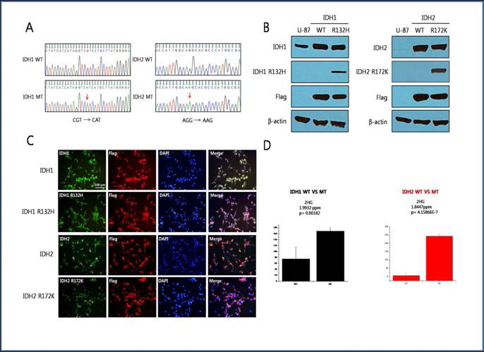 A.IDH1과 IDH2 expressing U-87 cell의 sequencing data, B. Western blot, C.Immunocytochemistry, D. NMR