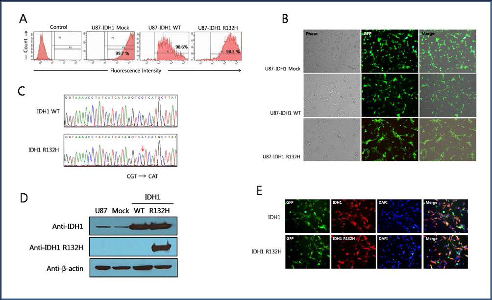 A. IDH1 expressing U-87 cell의 GFP 발현효율(FACS), B.형광현미경, C.Sequencing, D.Western Blot, E. Immunocytochemistry