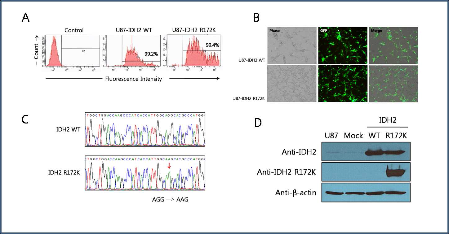 A.IDH2 expressing U-87 cell의 GFP 발현효율(FACS), B.형광현미경, C.Sequencing, D.Western Blot.