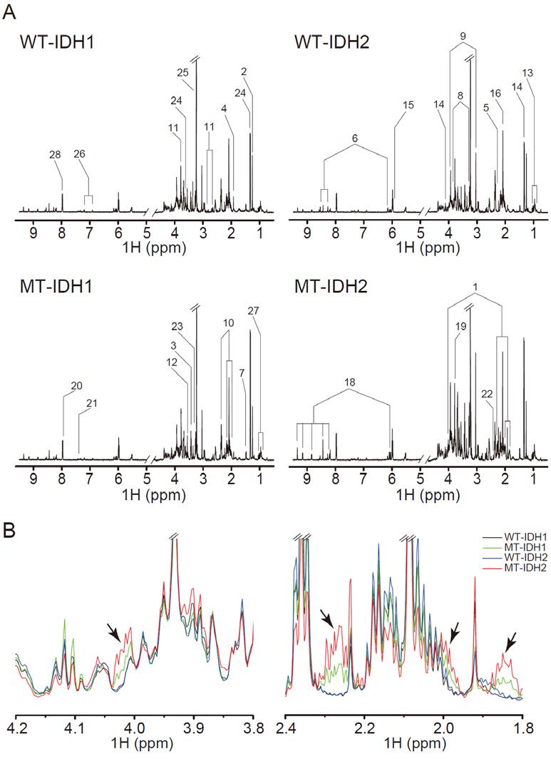 IDH 1/2 mutation에 따른 in vitro 대사체 변화 확인 실험 (2세부와 협력 연구). 2HG와 다른 관여 대사체의 변화를 확인함.