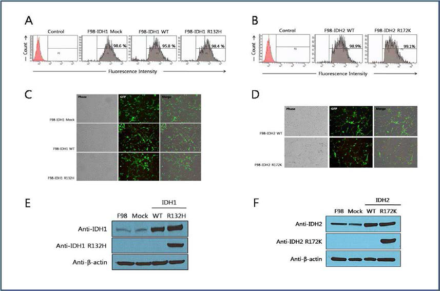 MRS study를 목적으로 IDH mutation expressing F-98 cell를 만듦. A. IDH1의 GFP 발현효율(FACS), B. IDH2의 GFP 발현효율(FACS), C. IDH1과 D. IDH2의 형광현미경, E. IDH1과 F. IDH2의 Western Blot.