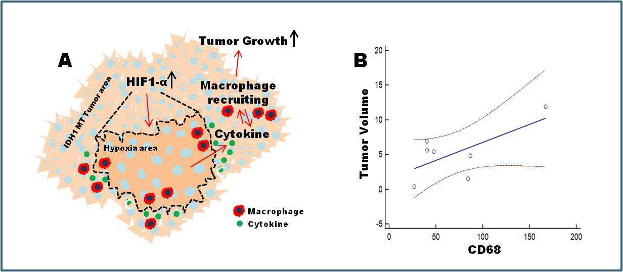 HIF1-a에 의한 대식세포 recruting과 종양증식과의 관계 규명. (A) 기전 규명 설명. (B) IDH1 변이 환자의 CD68 발현률과 종양크기에 상관관계도