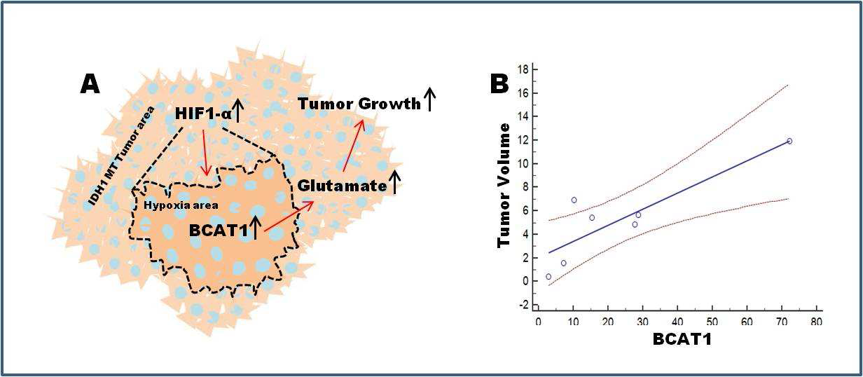 HIF1-a에 의한 BCAT1 발현과 종양증식과의 관계 규명. (A) 기전 규명 설명. (B) IDH1 변이 환자의 BCAT1 발현률과 종양크기에 관한 상관관계도