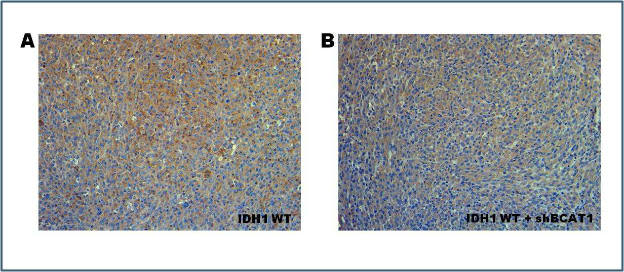 IDH1 정상발현 조직에서의 HIF1-a 발현률. (A) IDH1 정상발현 조직. (B) IDH1 정상발현 조직에서 BCAT1의 발현을 억제한 조직.