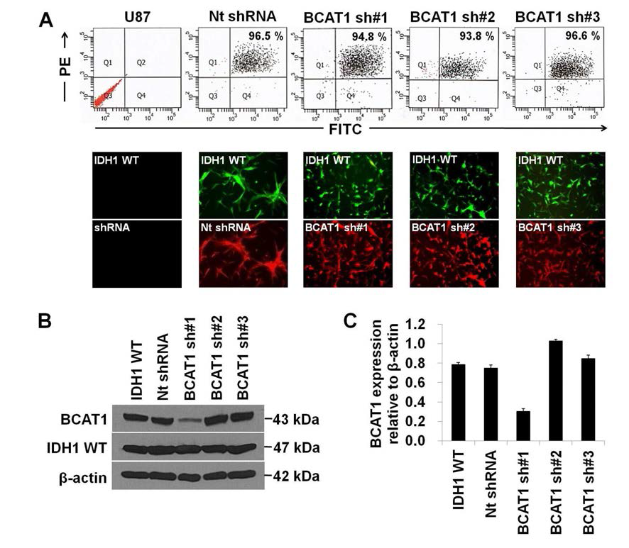 BCAT1이 억제 된 cell line 구축 및 분석.