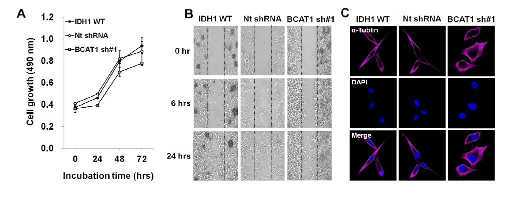 In vitro에서 BCAT1이 억제 된 cell line의 특성 분석. (A) Cell growth. (B) 세포 이동능. (C) 세포형태학.