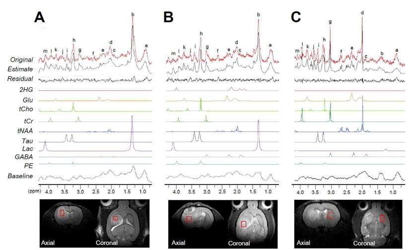 이식된 F98 glioma (A. IDH1-WT, B. IDH1-R132H) 및 정상 대뇌 (C) 획득 spectra의 각 대사체 별 정량화 수행