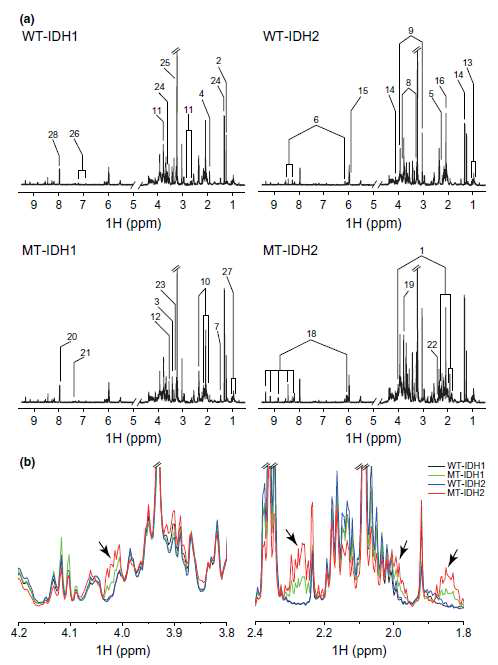 (a) 뇌암 세포주(U87, IDH1 WT/MT, IDH2 WT/MT)에서 얻은 NMR 데이터의 assignment에 사용된 대표적인 피크들. (b) 2-HG 피크의 차이.