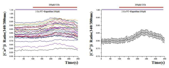 H.C.C 세포의 Epinephrine, Eupatilin 약물에 의한 칼슘 측정.