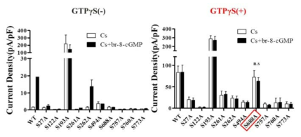 cGMP-PKG pathway로 인한 TRPC4 이온통로 phosphorylation site 확인