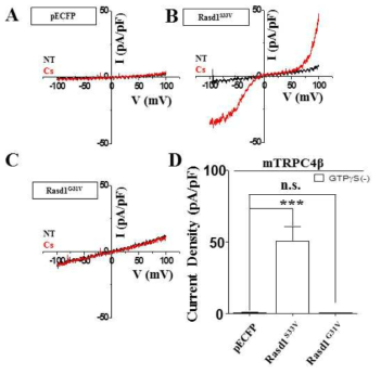 HEK293 세포에서 TRPC4 이온통로가 Rasd1에 의한 활성 확인