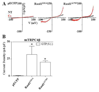 Rasd1의 다른 constitutively active form으로 인한 TRPC4 이온통로 활성 확인