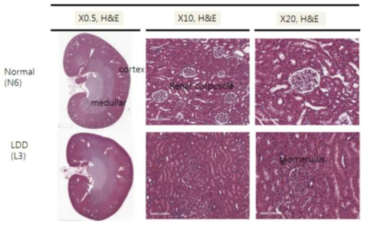 백서 Kidney 조직의 병리조직학적 검사