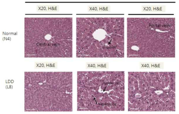 백서 Liver 조직의 병리조직학적 검사