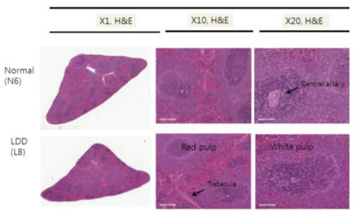 백서 spleen 조직의 병리조직학적 검사