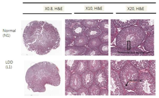 백서 Testis 조직의 병리조직학적 검사