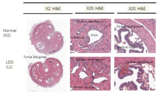 백서 Penis 조직의 병리조직학적 검사