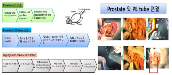 요도내압측정 모식도와 실험 사진