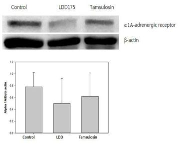 LDD175의 단기투여시 α1-adrenergic receptor 의 발현