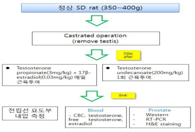 전립선 비대증 질환 모델 구축