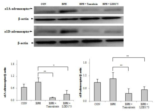 전립선 비대증 동물모델에서 LDD175와 Tamsulosin에 의한 α1-adrenergic receptor의 발현