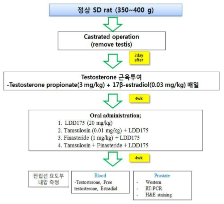 LDD175와 tamsulosin 또는 finasteride와의 병용 효능 평가를 위한 전립선 비대증 질환 모델 구축