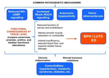 발기부전과 하부요로증상의 병태생리기전
