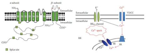 BK 이온통로 구조 및 생리 조절기전Ca