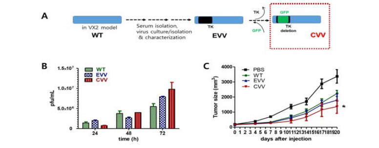 종양 친화성 바이러스의 제조(A) 및 모바이러스와의 복제효율(B), 항암효능(C)의 비교