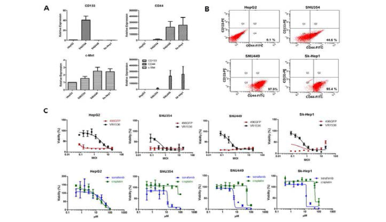 간암세포에서의 CD133, CD44의 발현과 항암제 및 암용해 바이러스에 대한 세포독성결과