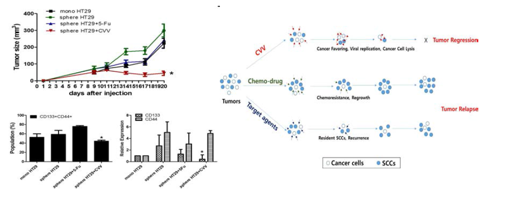 대장암줄기세포 식립모델에서의 종양감소(좌, 위)는 암용해 바이러스의 암줄기세포사멸능력(좌,아래). 신규 암용해 바이러스는 기존항암제의 저항성을 극복하는 새로운 치료방법(우)