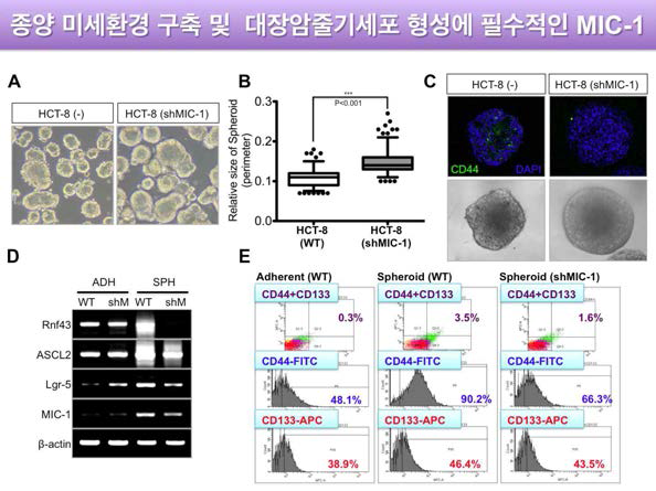 종양 미세환경 구축 및 대장암 줄기세포 형성에 필수적인 MIC-1