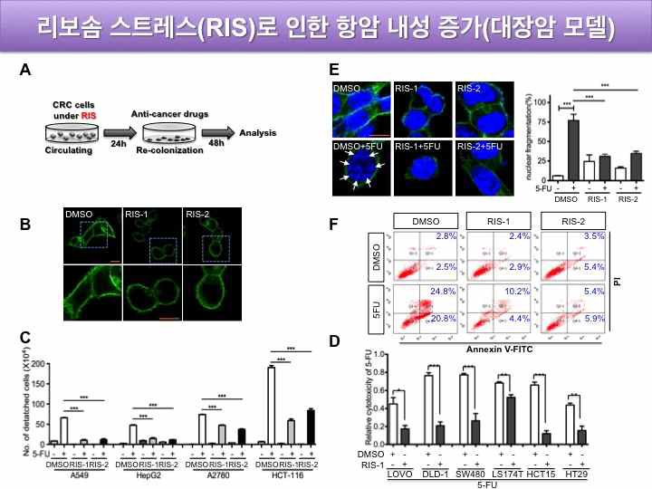 리보솜 저해 스트레스로 읜한 항암 내성 증가