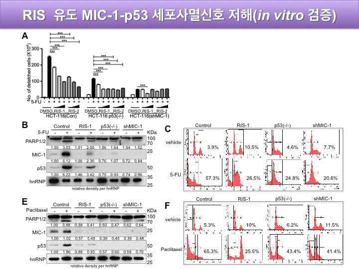 리보솜 저해 스트레스(RIS) 유도 MIC-1-p53 세포사멸 신호 저해 (in vitro 검증)