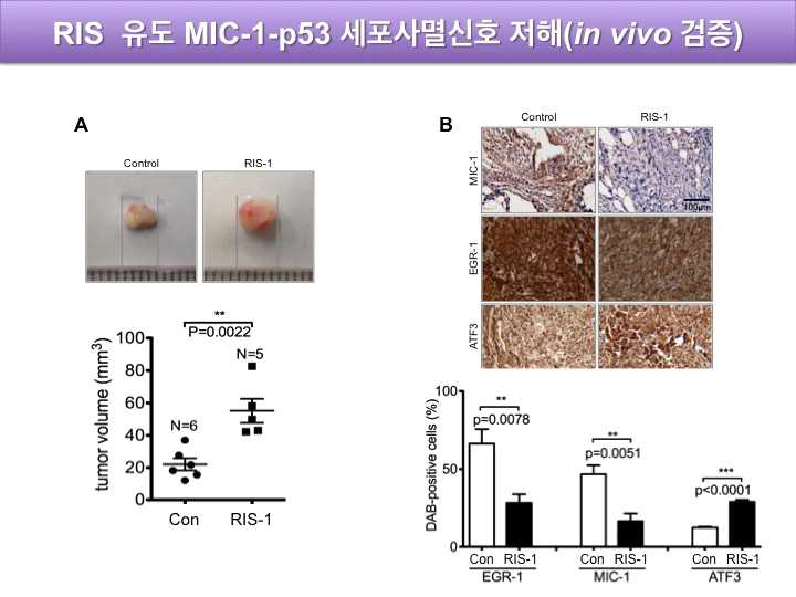 리보솜 저해 스트레스(RIS) 유도 MIC-1-p53 세포사멸 신호 저해 (in vivo 검증)