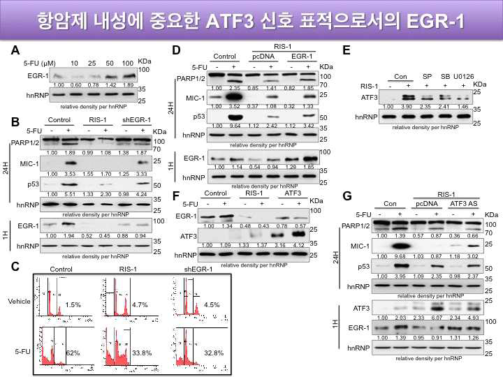 항암제 내성에 중요한 ATF3 신호 표적으로서의 EGR-1