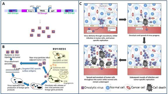 말기 종양미세환경에서의 신규 암용해 바이러스에 의한 저항성 극복과 치료효능 예상 모식도