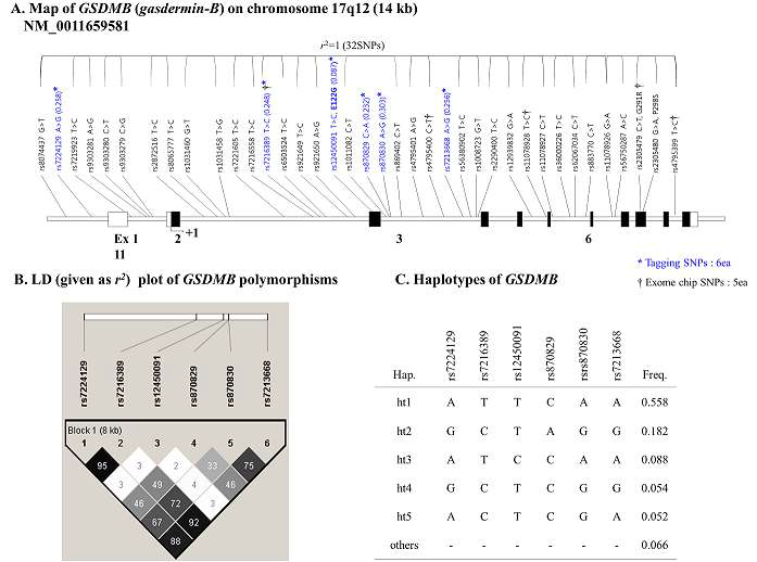 Gene map of GSDMB