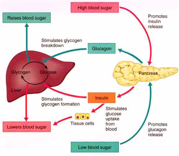 혈당 항상성 조절을 위한 췌장의 글루카곤과 인슐린