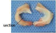재생된 반월상 연골판을 조직학적으로 확인하기 위해, 재생된 반월상 연골판을 section 하는 위치