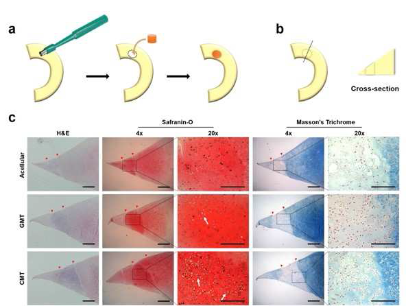 (A) 광중합성 하이드로겔의 연골판 결손 동물 모델에 적용하기 위한 실험 방법 모식도 (B) 조직학적 분석을 위한 조직회수 방법 (C) 회수된 재생조직의 조직염색을 통한 조직재생효과 분석