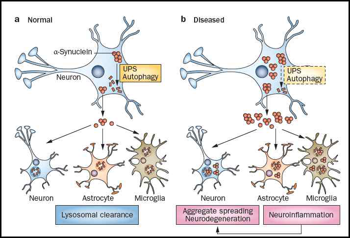 Physiological processing and pathogenic dysregulation of α-synuclein