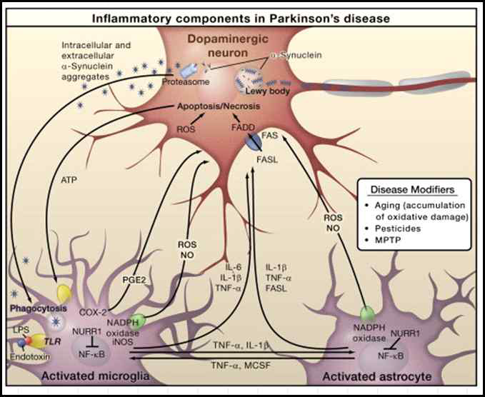 Inflammatory components in Parkinson's disease